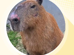 2026水豚迷因币CAPYBARA指南:深度解析Solana迷因币$CAPYBARA的风险与机遇